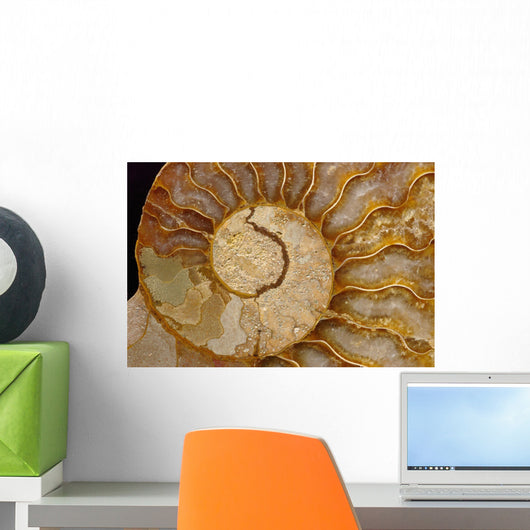 Ammonite Fossil Wall Mural