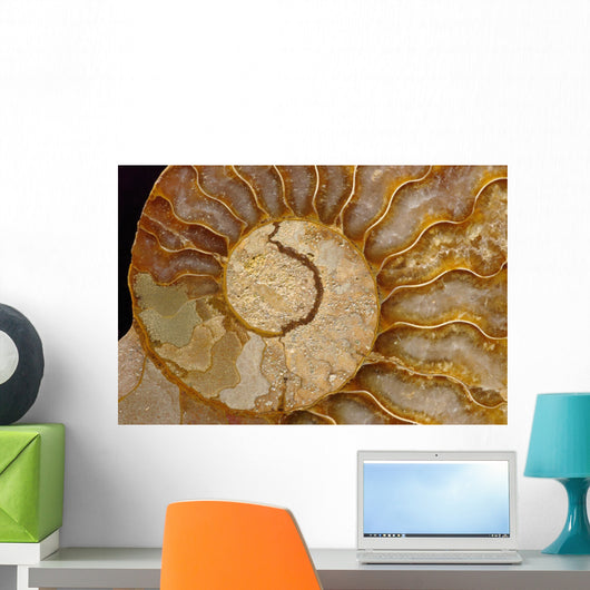 Ammonite Fossil Wall Mural
