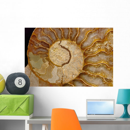 Ammonite Fossil Wall Mural