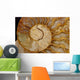Ammonite Fossil Wall Mural