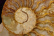 Ammonite Fossil Wall Mural