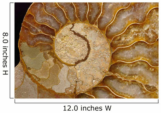 Ammonite Fossil Wall Mural