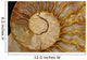 Ammonite Fossil Wall Mural