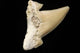 Fossil Shark Tooth Wall Mural