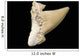 Fossil Shark Tooth Wall Mural