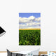Green Corn and Wheat Wall Decal