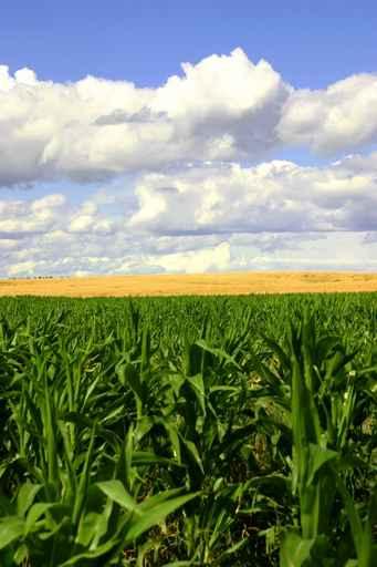 Green Corn and Wheat Wall Decal