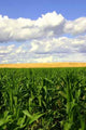 Green Corn and Wheat Wall Decal