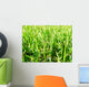 Grass