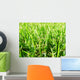 Grass