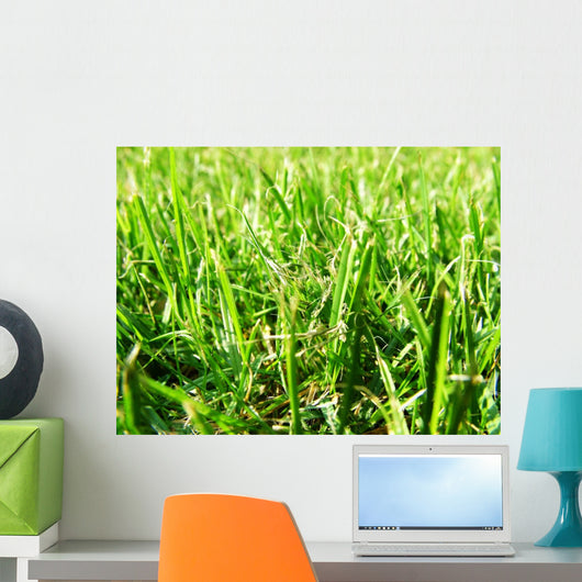 Grass