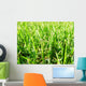 Grass