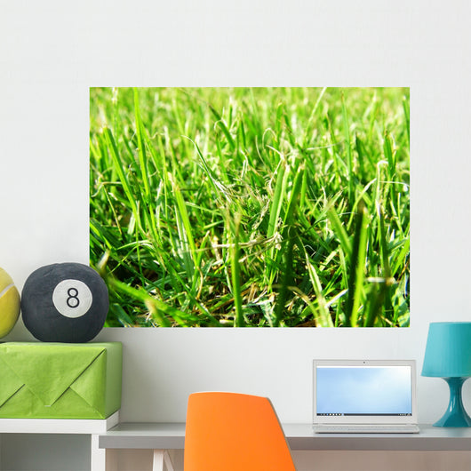 Grass