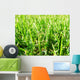 Grass