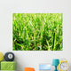 Grass