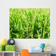 Grass