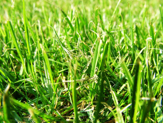 Grass