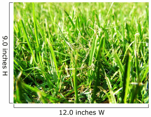 Grass