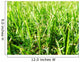Grass