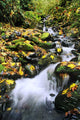 Fossil Creek In Autumn Wall Mural