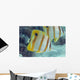 Beaked Butterflyfish also known as Copper-Banded Butterflyfish Wall Mural