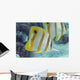 Beaked Butterflyfish also known as Copper-Banded Butterflyfish Wall Mural