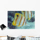 Beaked Butterflyfish also known as Copper-Banded Butterflyfish Wall Mural