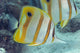 Beaked Butterflyfish also known as Copper-Banded Butterflyfish Wall Mural