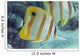 Beaked Butterflyfish also known as Copper-Banded Butterflyfish Wall Mural