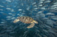 Malaysia, Green Sea Turtle with school of fish Wall Mural