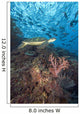 Green Sea Turtle On Reef With Soft Coral And Schooling Fish Wall Mural
