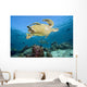 Swimming Over Reef Wall Mural