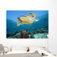 Swimming Over Reef Wall Mural