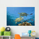 Two Green Sea Turtles Swim Over Coral Reef With Fish Wall Mural