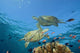 Two Green Sea Turtles Swim Over Coral Reef With Fish Wall Mural