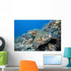 Hawaii, Two Green Sea Turtles On Colorful Coral Reef Wall Mural