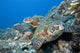 Hawaii, Two Green Sea Turtles On Colorful Coral Reef Wall Mural