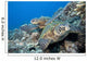Hawaii, Two Green Sea Turtles On Colorful Coral Reef Wall Mural