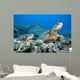 Hawaii, Two Green Sea Turtles On Colorful Coral Reef Wall Mural