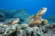 Hawaii, Two Green Sea Turtles On Colorful Coral Reef Wall Mural