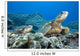 Hawaii, Two Green Sea Turtles On Colorful Coral Reef Wall Mural