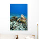 Hawaii, Two Green Sea Turtles On Colorful Coral Reef Wall Mural