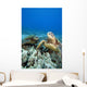 Hawaii, Two Green Sea Turtles On Colorful Coral Reef Wall Mural