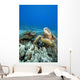 Hawaii, Two Green Sea Turtles On Colorful Coral Reef Wall Mural