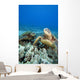 Hawaii, Two Green Sea Turtles On Colorful Coral Reef Wall Mural