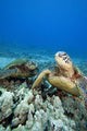 Hawaii, Two Green Sea Turtles On Colorful Coral Reef Wall Mural