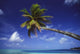 French Polynesia, Bora Bora, Palm Tree Hanging Over Turquoise Ocean Wall Mural