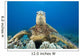 Hawaii, Close-Up Of Green Sea Turtle On Reef Wall Mural