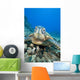 USA, Close-Up of Green Sea Turtle on reef Wall Mural