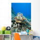 USA, Close-Up of Green Sea Turtle on reef Wall Mural